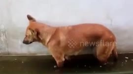 perro desvelado se queda dormido en la fuente