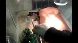 Best Christmas Gift Ever - Baby crocodiles