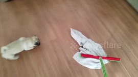 Puppy REALLY wants that rag
