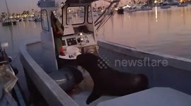 Greedy seal