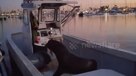 Greedy seal steals bait