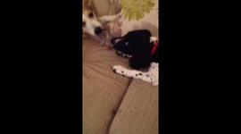 Crazy puppy