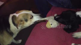 Little puppy takes on big dog