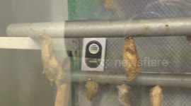 Buttefly cocons, and early born Giant night butterfly