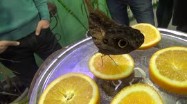 How butterfly eats