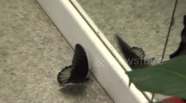 Dancing butterfly