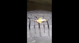 Bizarre Looking Worm