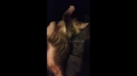 Cute kitten playing for the first time