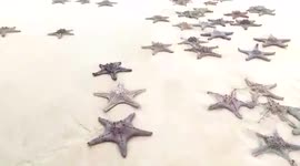 Hundreds of star fish beached
