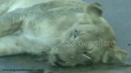 Rare Sighting! - Lioness Rolling her Face in Dung to Mask Scent - Kruger National Park