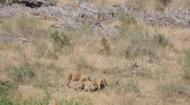 Exceptional ! Lion Pride Devours Impala Alive - Kruger National Park, South Africa