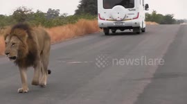 Footage of a worried lion calling for the rest of his pride