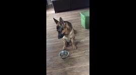 German Shepherd cleverly tells his owner that he's hungry