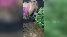 Alpacas and llamas enjoy late festive feast after owners treat them to recycled Christmas trees