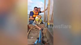 Exhausted stray dog stuck in middle of lake for TWO WEEKS after flash flood rescued in Thailand