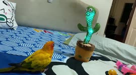 Cheerful pet parrot dances with wiggly toy cactus in bedroom