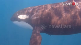 Curious orca breaks free from pod to spend time with tourists in the Gulf of California