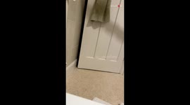 This cat saying a clear-cut 'HELLO' will make you pinch yourself