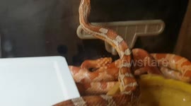 The corn snake (Pantherophis guttatus is a species of North American rat snake