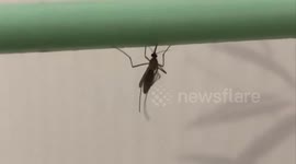 The moment a mosquito clings to a tree branch and cleans its body with its feet