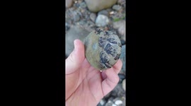 Fossil hunter shows what a 4 million-year-old lobster washed up on the beach looks like