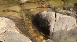 clear mountain stream smoothly flows around the rock