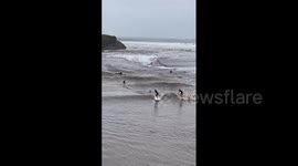 Surfers take advantage of bomb cyclone waves in Santa Cruz, California