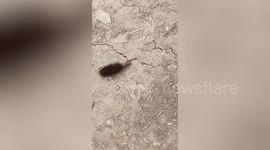 Chubby caterpillar and defiant ant have ferocious tug-of-war in Pakistan
