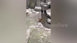 Monkey catches mouse stealing its food in China