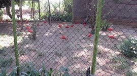 Red Cute Birds in Captivity, Scarlet Ibis is their name in Pretoria Zoo South Africa.