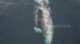 Gray whale greets whale watching boat with newborn calf right after giving birth