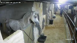 Workers wrestle with two fighting horses inside stable in Palestine