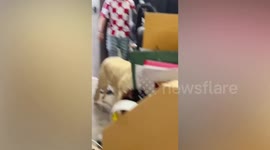 Lion roams around office during movie shoot in Thailand