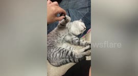 Stubborn pet cat pretends to sleep to avoid greeting owner