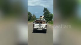 Calm pet dog rides on pickup truck roof