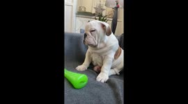 Bulldog puppy fights for his dear life to keep himself from falling asleep
