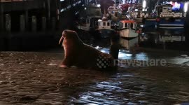 Walrus Leaves UK For Colder Waters In Scarborough