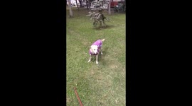 A dog being afraid from a frisbee and closing their eyes while is playing