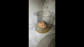 Human hearts found in abandoned mortuary in France!