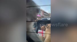 Hungry wild monkeys steal eggs from pickup truck stuck in traffic in Thailand