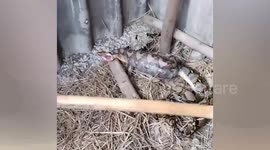 Python regurgitates chicken it snatched from farmer's coop