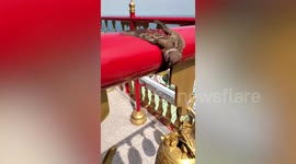 Luckless sparrow rescued after landing on guardrail with wet paint