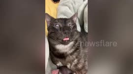 Young mums can relate: Cat in Taiwan falls asleep like a zombie after nursing kittens