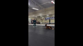Super-attentive doggo follows its 9-year-old coach during dance practice