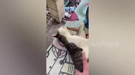 Cat in deep sleep scares owner by refusing to wake up, in the Philippines
