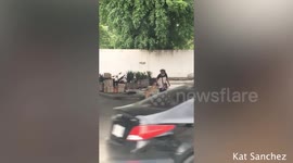Old woman guides pet dog across road in the Philippines