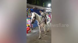 Pet dog goes horseback riding through night market in Thailand
