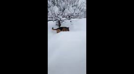 Bambi,  my german Shepherd loves snow. This Norwegian winter it is too much of it.
