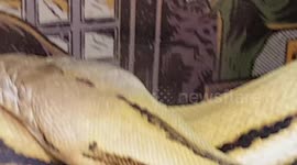 Pythons are primarily ambush predators and will consume a wide variety of prey they find