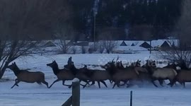 Runaway dog causes elk stampede in Colorado as hapless owner chases after it, risking being run over himself